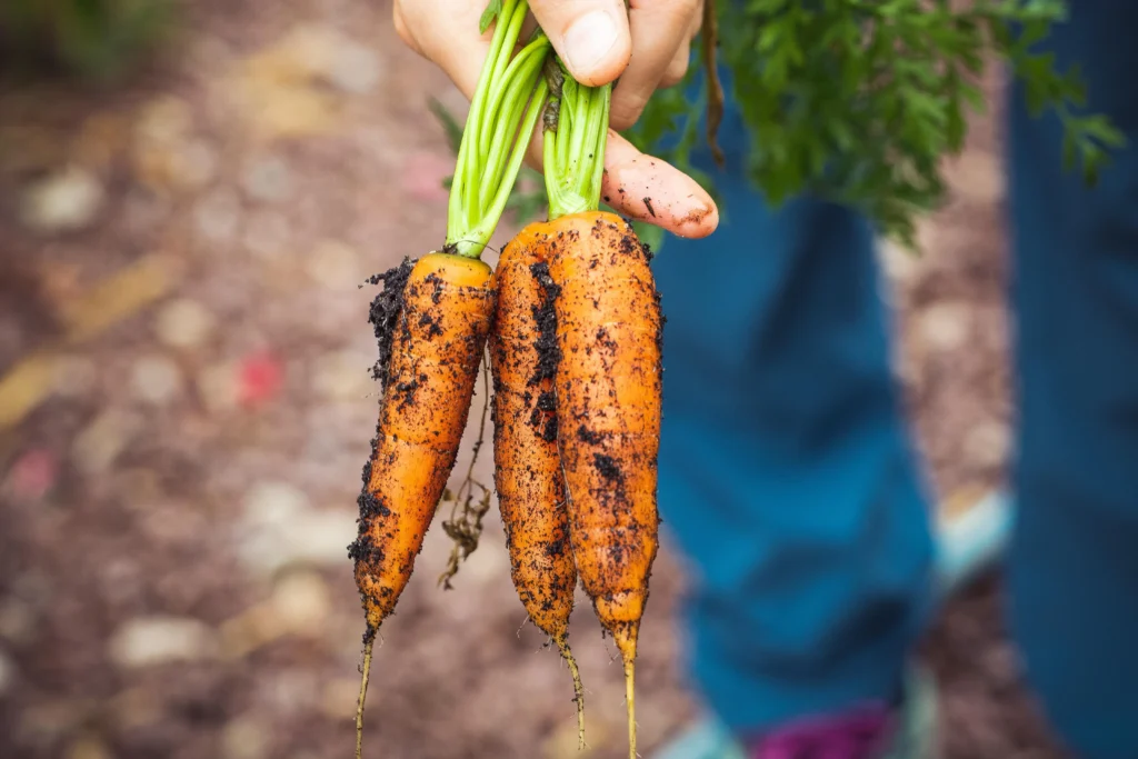 faire pousser des légumes sans jardin sur un rebord de fenêtre