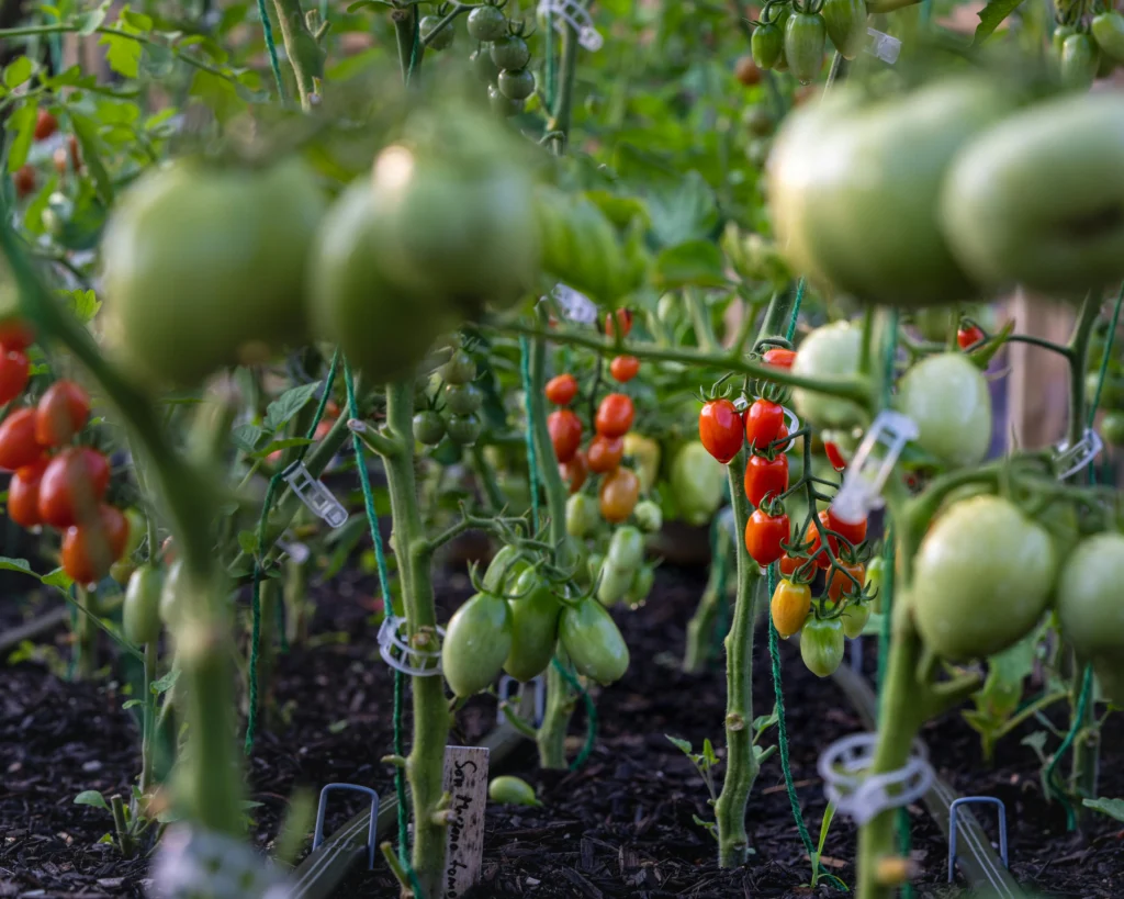 potager connecté pour faire pousser des légumes sans jardin en appartement