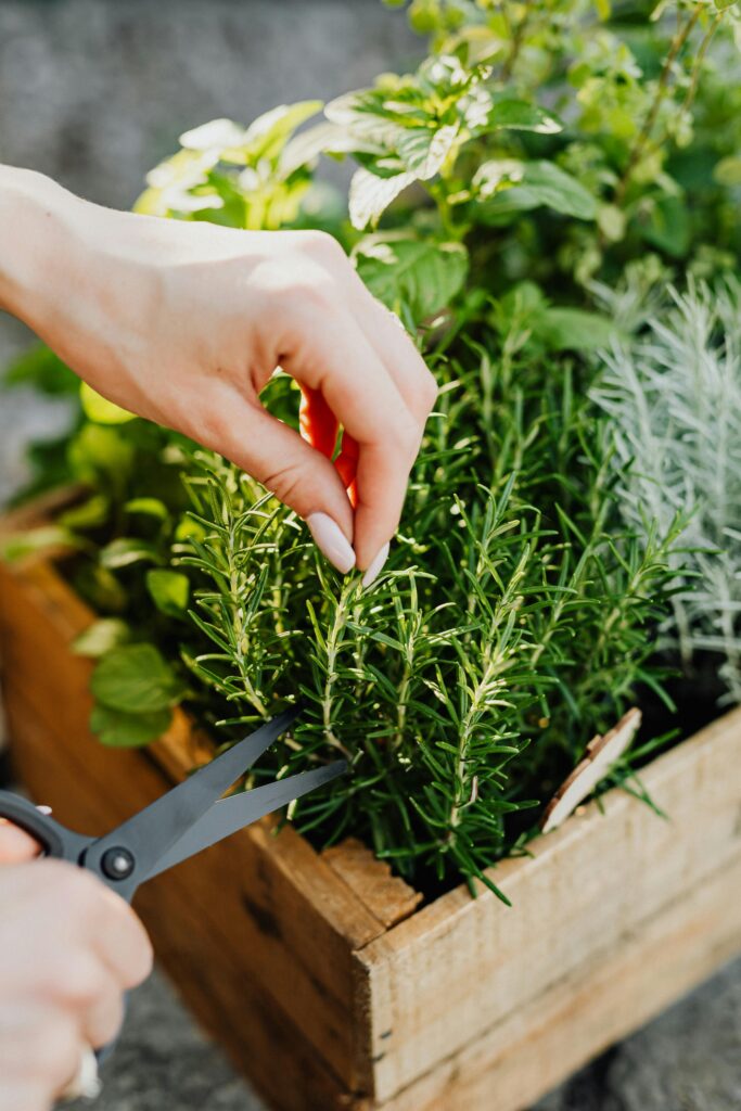 Potager d’intérieur connecté : cultivez vos légumes, même sans jardin