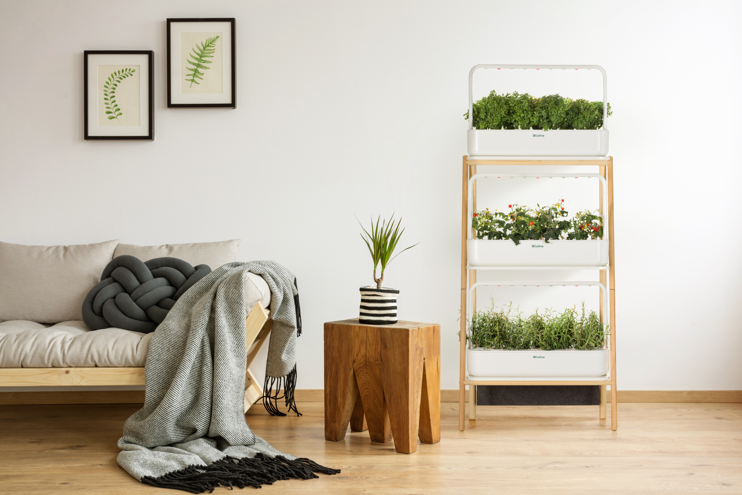 Étagère potager connecté intérieur Cultive avec herbes aromatiques dans un salon