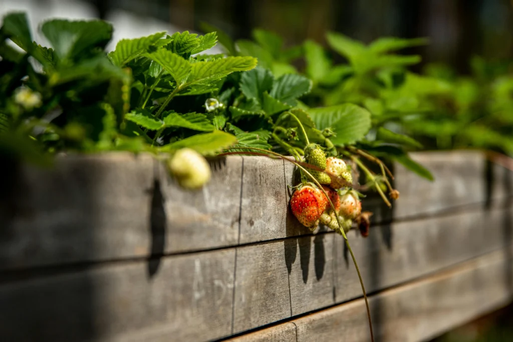 bien manger sans espace extérieur grâce à un potager d'intérieur connecté